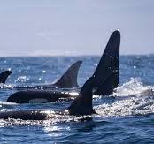 Southern resident orca pod falls to lowest number in 46 years ...