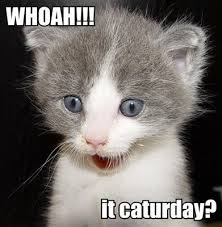 Trending images and videos related to saturday! Image 181620 Caturday Know Your Meme