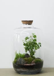 Forest Medium Polyscias Green Factory Jardin De Verre Green Factory Terrariums