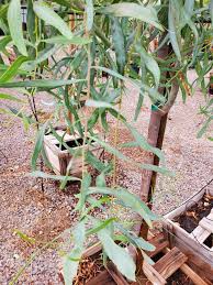 Image result for Acacia