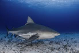 Depuis 2011 les attaques de requins à la réunion ont explosées. Le Risque Requins A La Reunion Habiter La Reunion