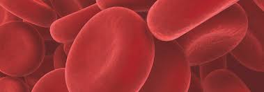 Image result for Blood Type