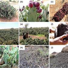 Right here websites for downloading free pdf books which you could acquire all the knowledge as you want. Pdf Distribution And Socio Ecological Impacts Of The Invasive Alien Cactus Opuntia Stricta In Eastern Africa