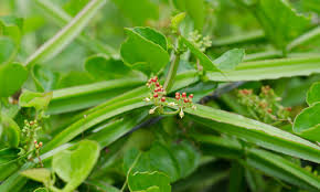 Image result for Cissus