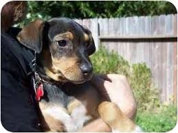 Black And Tan Dachshund Beagle Mix Beagleman Doberman Pinscher Beagle Mix Info Puppies 15 Awesome Dachshund Mixes You Won T Believe Are Real How To In 2020 Dachshund Mix Dachshund Mix Puppies Doberman