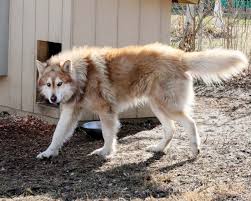 One of the husky mix breeds are known as the malamute husky mix is the combination of two large dog breeds, the alaskan malamute and siberian husky. Alaskan Malamute Husky Wolf Mix Pets Lovers