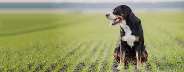 Check spelling or type a new query. Greater Swiss Mountain Dog Breed Facts And Information Wag Dog Walking