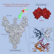 Hannah, robert, keesha, and stephen perform jingle at the. Structural Definition Of A Neutralization Sensitive Epitope On The Mers Cov S1 Ntd Cell Reports X Mol