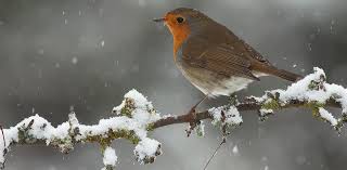 Na afronden van de bestelling ontvang je per email de raamtekening download link(s). Vogels Sneeuw Besjes Google Zoeken Sneeuw Huisdier Vogel Sneeuw Foto S