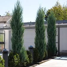 Contact for a quote or visit our website for. Skyrocket Juniper Trees For Sale Brighterblooms Com