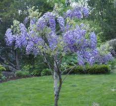 Pin By Margie Brown On Gardens Etc Wisteria Plant Wisteria Tree Plants