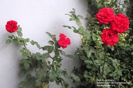 Wann sollte man rosen schneiden? Wie Man Rosen Richtig Schneidet Deister Echo