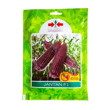 Maybe you would like to learn more about one of these? Jual Benih Bibit Jagung Pulut Ketan Ungu Jantan F1 200 Biji Panah Merah Bibitbunga Com