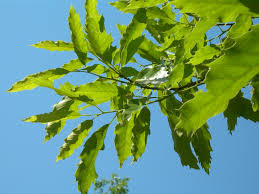 Image result for Necepsia castaneifolia