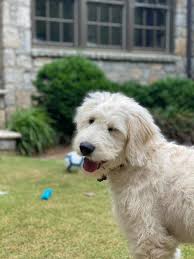 Maybe you would like to learn more about one of these? Goldendoodle Puppies For Sale Atlanta Doodles And Poodles Home Facebook