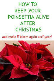 Poinsettia Care After Christmas - Crafty Little Gnome Rebloom A Poinsettia