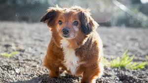 Suggestion & comment box special thanks to our sponsors, purina, chewy, and petbasics, Faq Oregon Dog Rescue