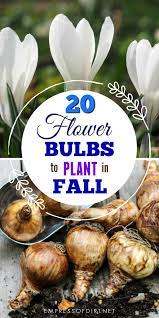 20 Breathtaking Flowering Bulbs To Plant In Fall Fall Garden Vegetables Bulb Flowers Garden Bulbs