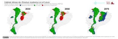 Image result for Atractus modestus