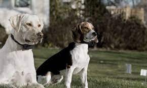My dog's personality does not seem affected at all by the collar. How To Use An Electronic Dog Training Collar K9 Electronics Blog