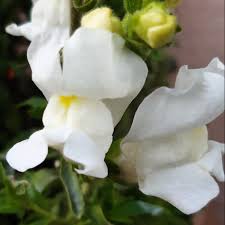 File White Snapdragon Flower Antirrhinum Majus 02 Jpg Wikipedia