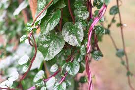 Image result for Basella alba