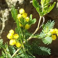 Image result for Acacia kamerunensis