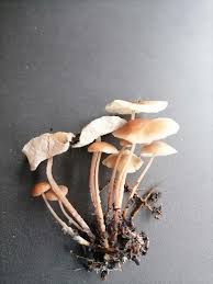 Image result for Satyrium kitimboense