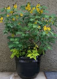 Image result for Senna didymobotrya