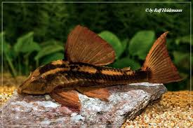 Das mit den zander hat diesmal nicht ganz so gut geklappt. L Welse Com Datenbank Cochliodon Basilisko Powered By Reviewpost