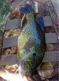 Freshwater Fish Id Help Lmb Bluegill Hybrid Fish Freshwater Fish Crappie Fishing Tips