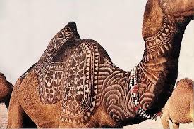 Female camel is called a cow, a male camel is called a bull and a baby camel is called a calf. Camels Shaved In Patterns Or Painted