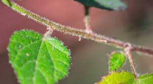 Image result for Pavonia senegalensis