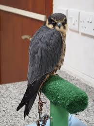 A Photo Tour Of The Abu Dhabi Falcon Hospital Photo Tour Abu Dhabi Photo