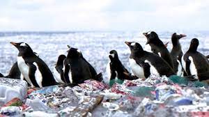 Adelie penguins are named after adelie land which was named by french discoverer dumont d'urville after his wife, adèle, in 1840. Penguins Living On A Plastic Island Is This The Future