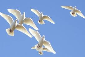 White Dove Release At Shannon Funeral Home Dove Releases Fort Worth Pinterest