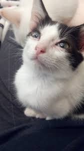 We did not find results for: The Pet Place Home Facebook