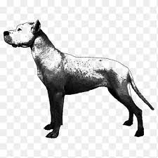 Maybe you would like to learn more about one of these? Dog Breed Dogo Argentino English Mastiff Non Sporting Group American Kennel Club Great Dane Mix Png Pngegg