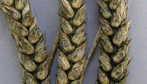 Image result for sooty mould