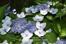 Bluebird Lacecap Hydrangea Hydrangea Serrata Bluebird 12 18 Tall Plants Hydrangea Serrata Lace Cap Hydrangea Planting Hydrangeas