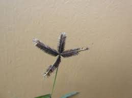 Image result for Dactyloctenium geminatum