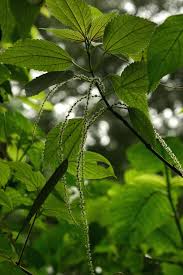 Image result for Boehmeria macrophylla