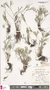 Image result for Actiniopteris semiflabellata