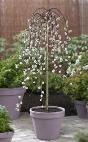 Как да подрежем малката плачеща (salix caprea pendula) върба на пролет. Pin Auf Plants