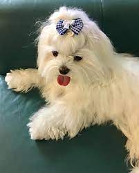 Toda La Informacion Sobre La Raza De Perro Maltes Alimentacion Cuidados Educacion Y Productos Especializados Teacup Puppies Maltese Maltese Puppy Pets Rock