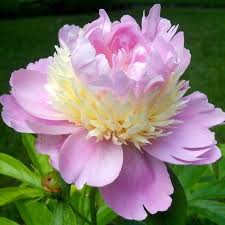 Pin On Garden Ideas