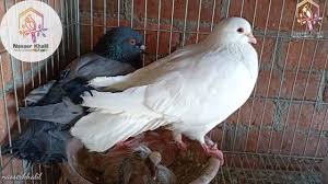 كل ما تم ذكره يجعل من الحمام سعر اعلي وكلما قلت المواصفات الاصلية قل السعر. ØªØ±Ø¨ÙŠØ© Ø§Ù„Ø­Ù…Ø§Ù… Ø§Ù„Ø±ÙˆÙ…ÙŠ ÙˆÙƒÙŠÙ ØªÙ†ØªØ¬ Ù…Ù†Ù‡