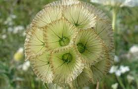 Google Image Result For Http Image38 Webshots Com 39 6 39 99 2684639990077355 Amazing Flowers Flowers Seeds