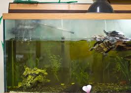 The tortoise heavy assault tank (a39) was a british heavy assault gun design developed during the second world war, but never put into mass production. 12 Reasons Not To Buy A Pet Turtle Or Tortoise Pethelpful