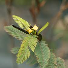 Image result for Chamaecrista paralias